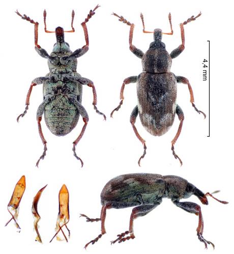 Coniatus wenckeri